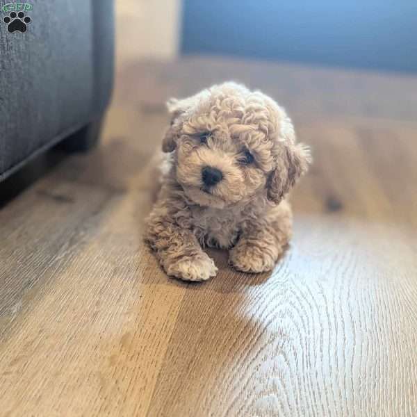Theo, Bich-Poo Puppy